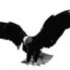 EAGLE DESIGN